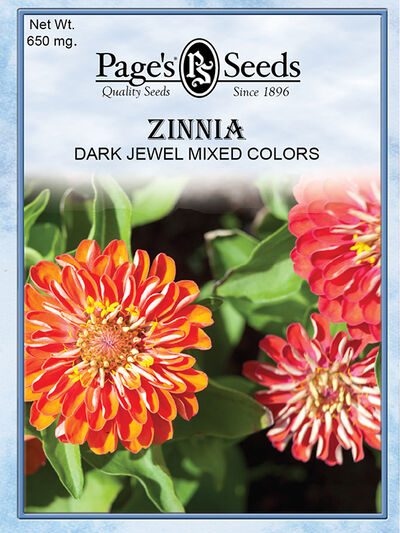 Zinnia Dark Jewel