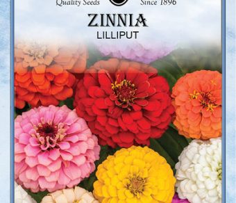 Zinnia Lilliput