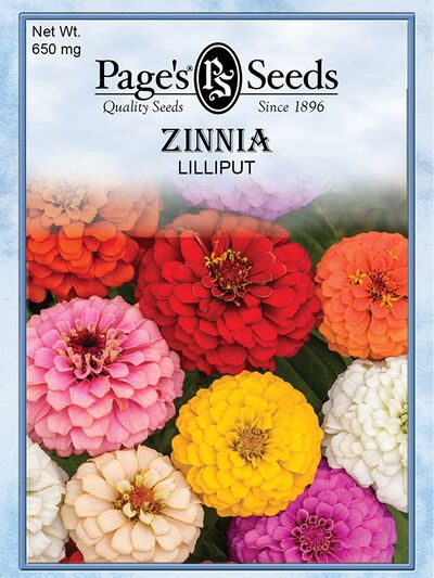 Zinnia Lilliput