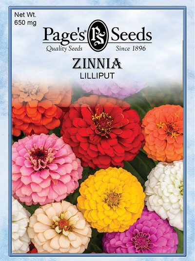 Zinnia Lilliput