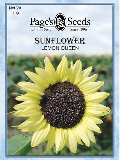 Sunflower Lemon Queen
