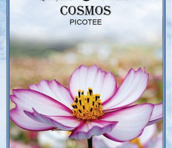 Cosmos Picotee
