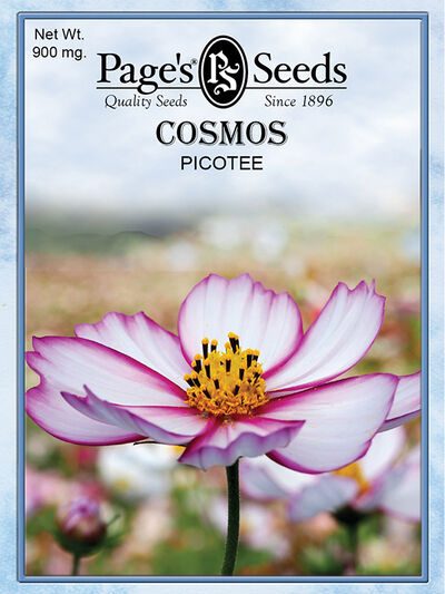 Cosmos Picotee
