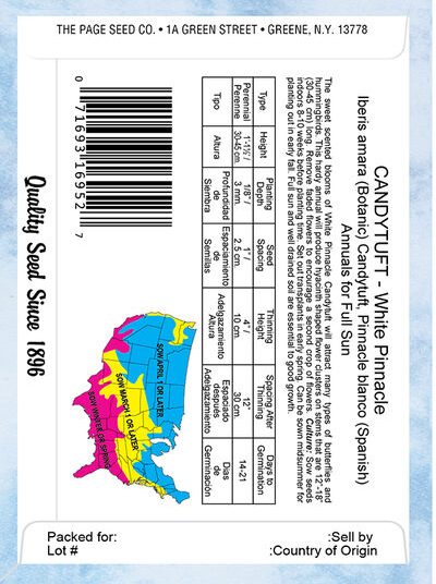 Candytuft White Pinnacle