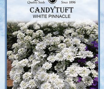 Candytuft White Pinnacle
