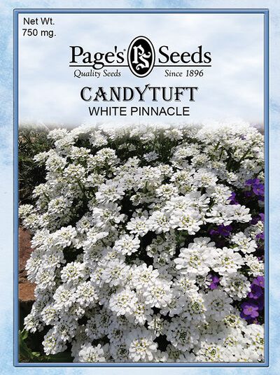 Candytuft White Pinnacle