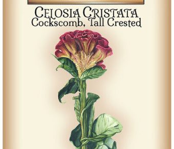 Cockscomb Celosia Cristata