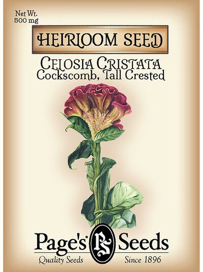 Cockscomb Celosia Cristata