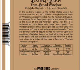 Broad Bean Fava Broad Windsor