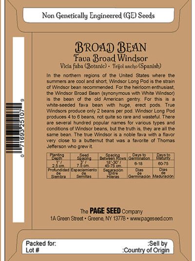 Broad Bean Fava Broad Windsor