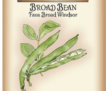 Broad Bean Fava Broad Windsor
