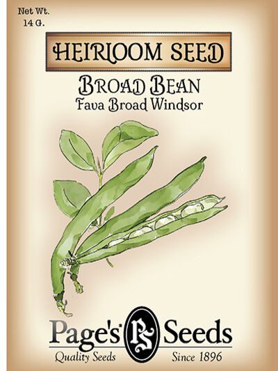 Broad Bean Fava Broad Windsor