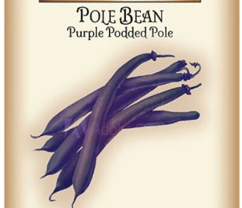 Pole Bean Purple Podded Pole