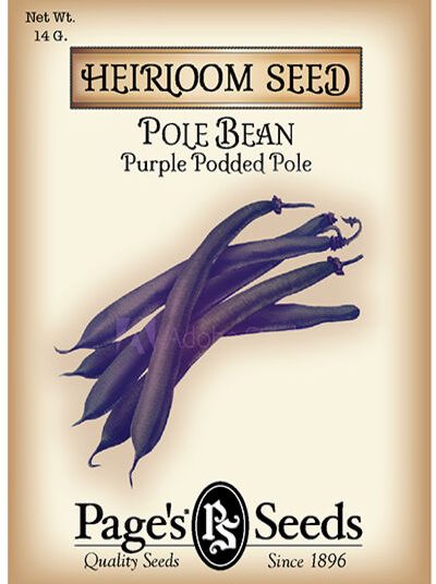 Pole Bean Purple Podded Pole