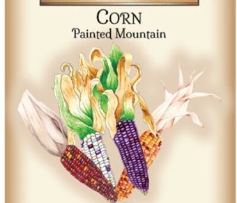 Corn Painted Mountain