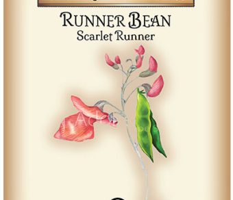 Runner Bean Scarlet Runner