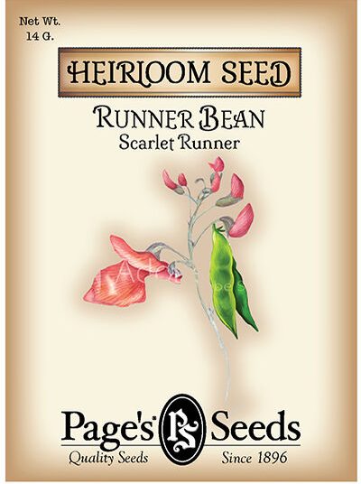 Runner Bean Scarlet Runner