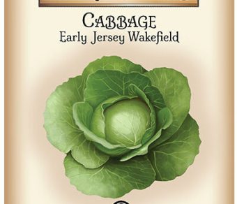 Cabbage Early Jersey Wakefield