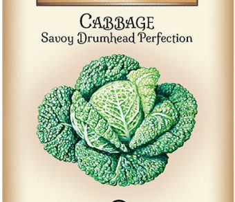 Cabbage Savory Drumhead Perfection