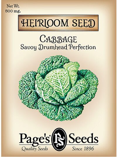 Cabbage Savory Drumhead Perfection