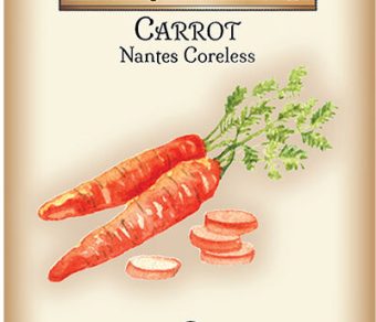 Carrot nantes Coreless
