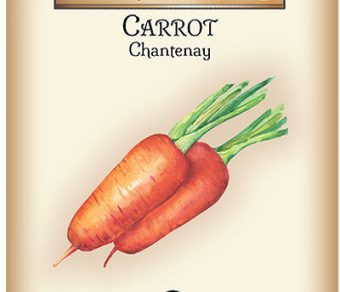 Carrot Chantenay