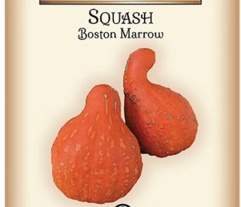 Squash Boston Marrow