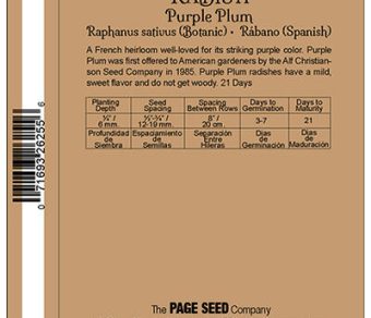 Radish Purple Plum