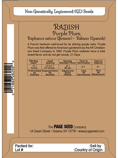 Radish Purple Plum