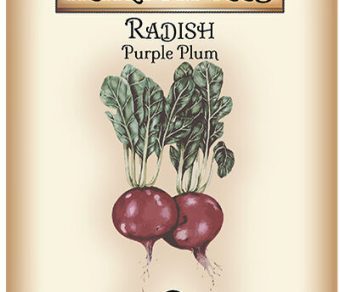 Radish Purple Plum
