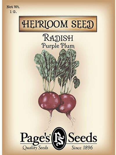 Radish Purple Plum