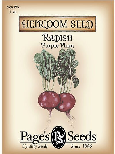Radish Purple Plum