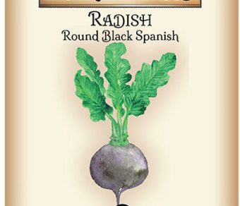 Radish Round Black Spanish