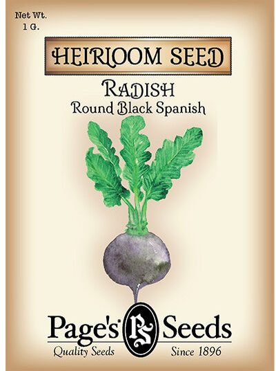 Radish Round Black Spanish