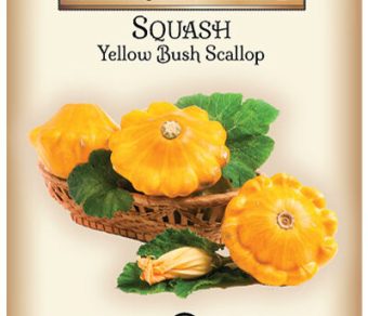 Squash Yellow Bush Scallop