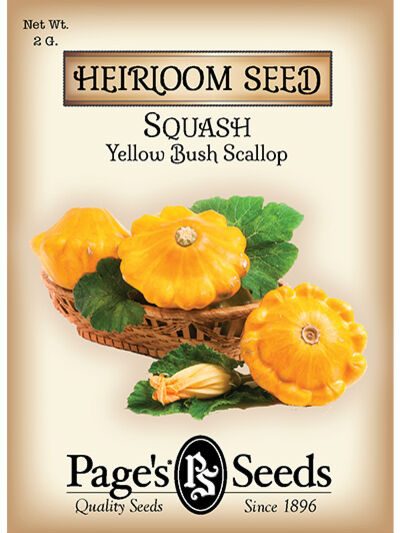Squash Yellow Bush Scallop