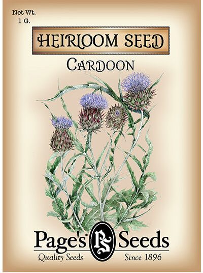 Cardoon