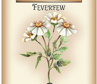 Feverfew