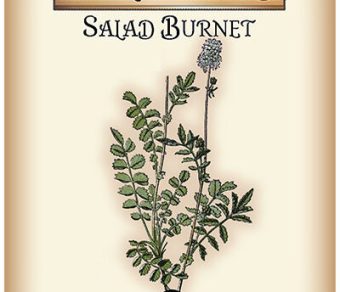 Salad Burnet