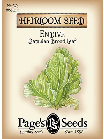 Endive Botavian Broad Leaf