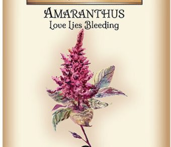 Amaranthus Love Lies Bleeding