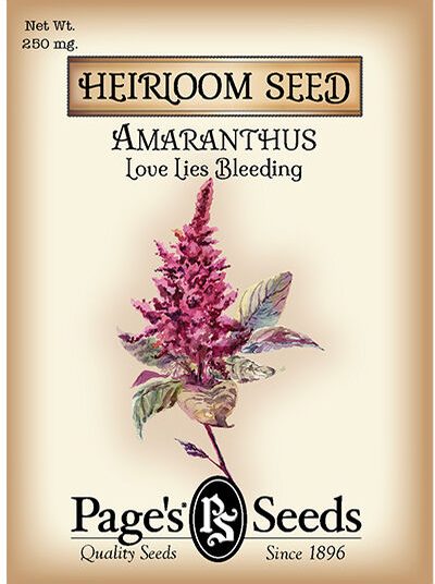 Amaranthus Love Lies Bleeding