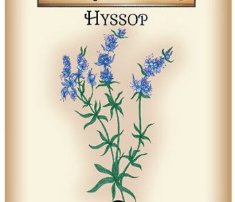 Hyssop