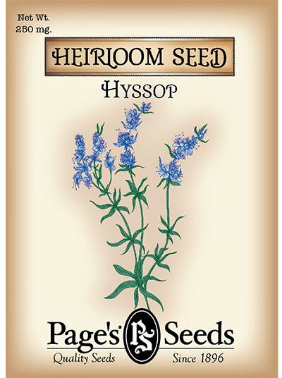 Hyssop