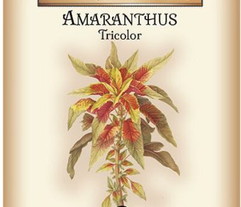 Amaranthus Tricolor