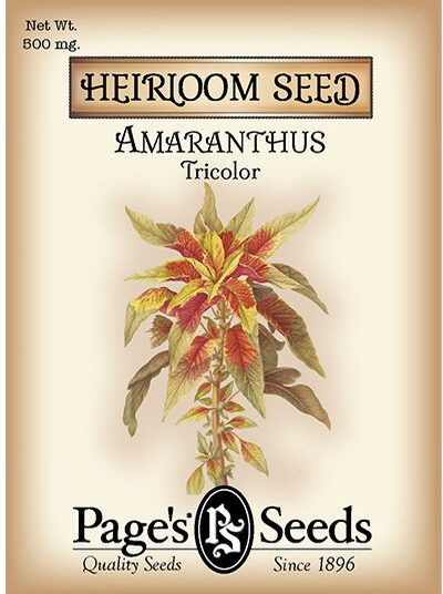Amaranthus Tricolor