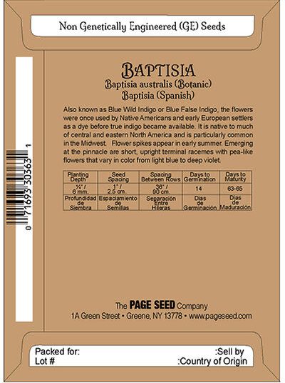 Baptisia