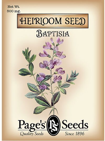 Baptisia