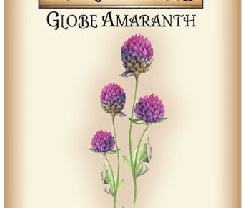 Globe Amaranth