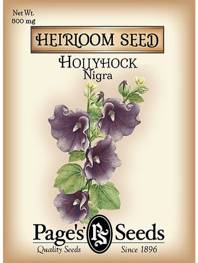 Hollyhock Nigra